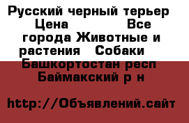 Русский черный терьер › Цена ­ 35 000 - Все города Животные и растения » Собаки   . Башкортостан респ.,Баймакский р-н